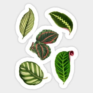 Pack of Calathea leaves Sticker